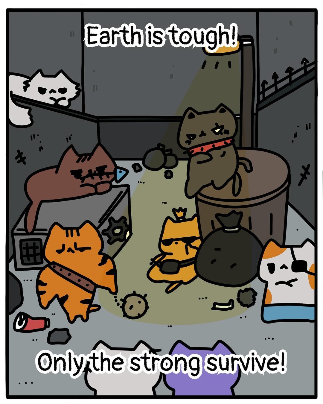 Meeting the Alley Cats 2/10